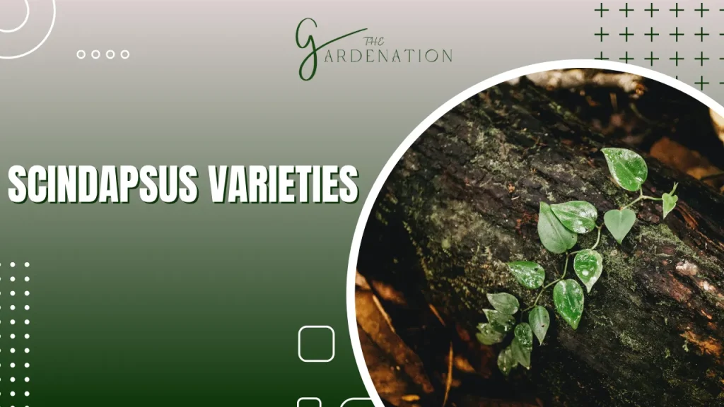 Scindapsus Varieties by the gardenation