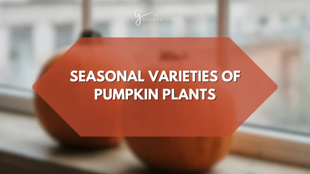 Seasonal Varieties of Pumpkin Plants by thegardenation