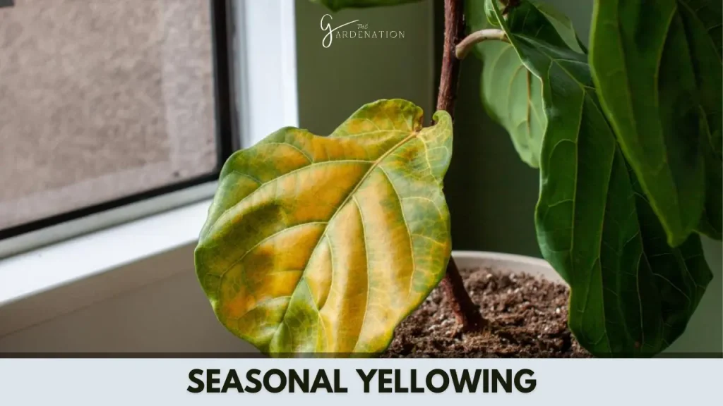 Seasonal Yellowing by thegardenation