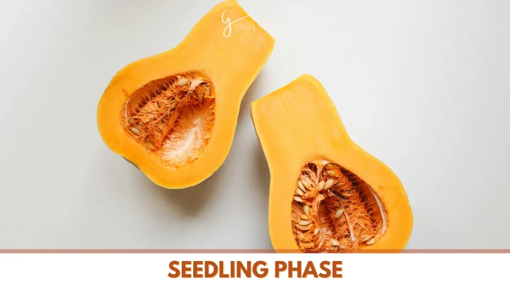 Seedling Phase