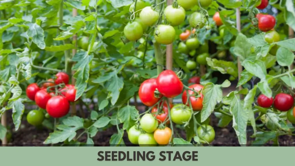 Seedling Stage by thegardenation