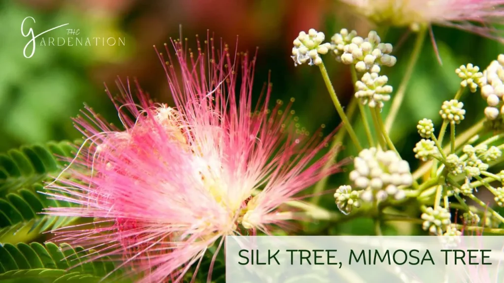 Silk Tree, Mimosa Tree by the gardenation