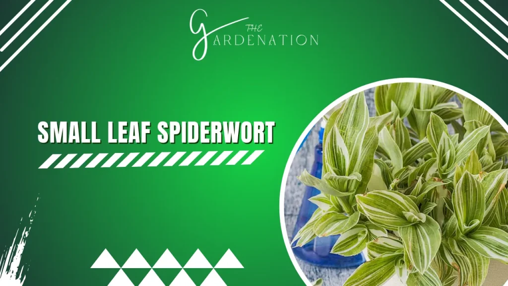 Small Leaf Spiderwort by the gardenation