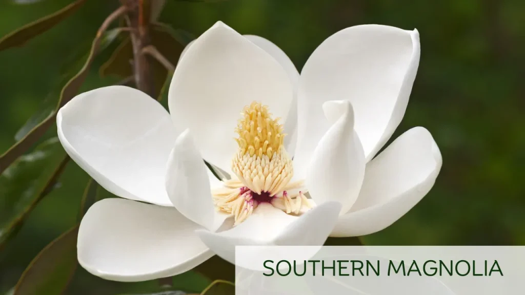 Southern Magnolia by the gardenation