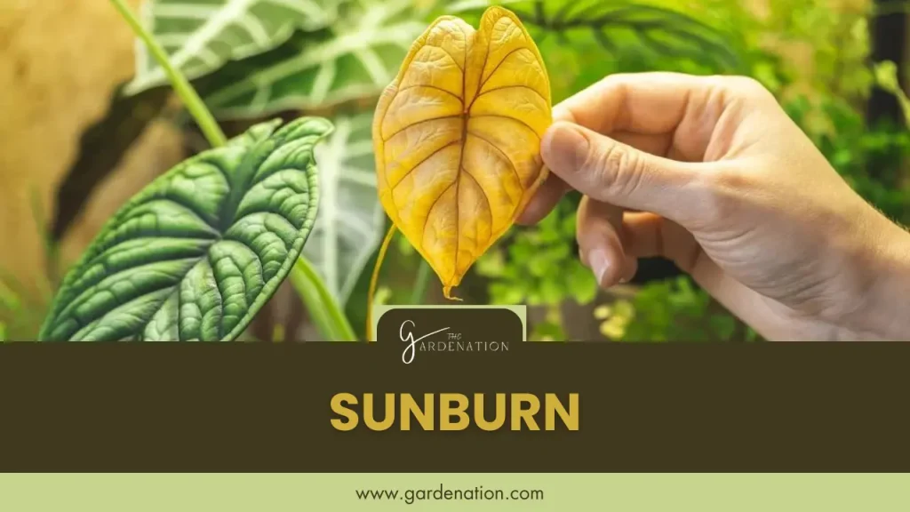 Sunburn of Calathea leaves by the gardenation