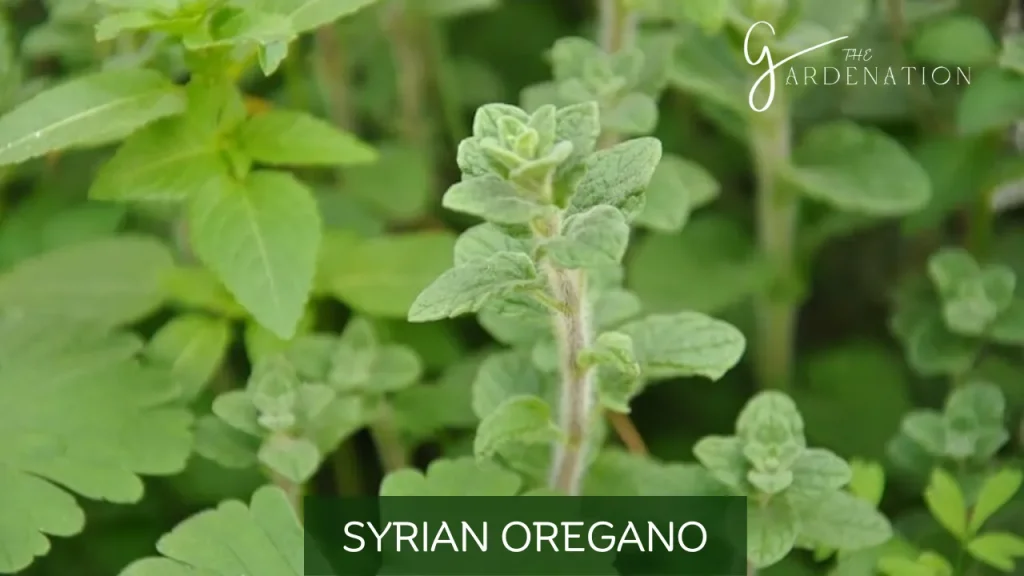Syrian Oregano by The Gardenation