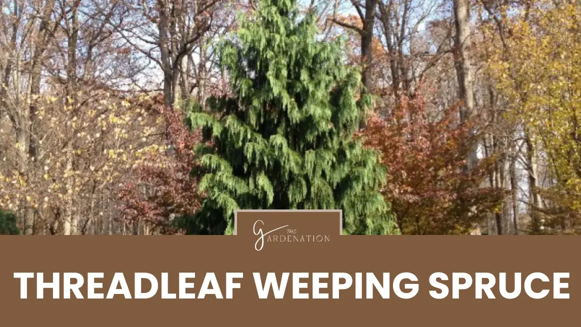 Threadleaf Weeping Spruce by thegardenation