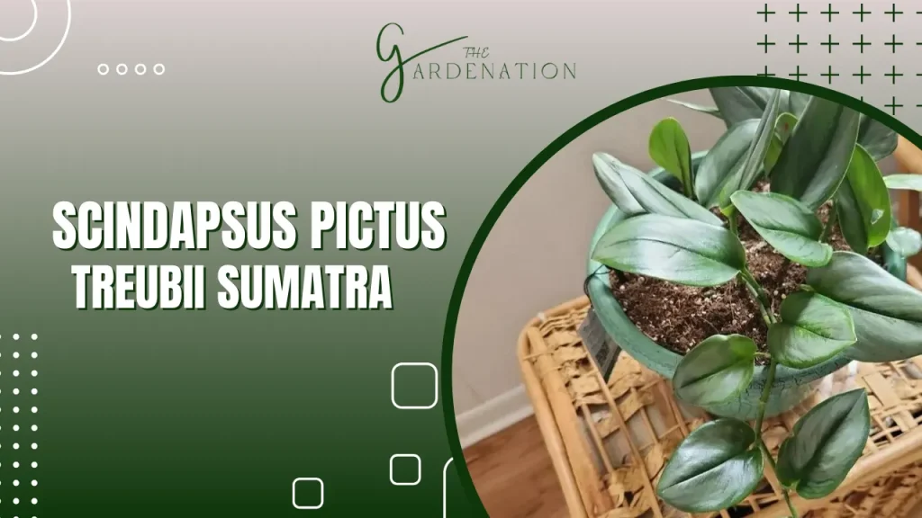 Scindapsus Treubii Sumatra by The gardenation