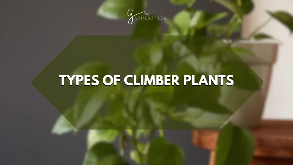 Types of Climber Plants by thegardenation