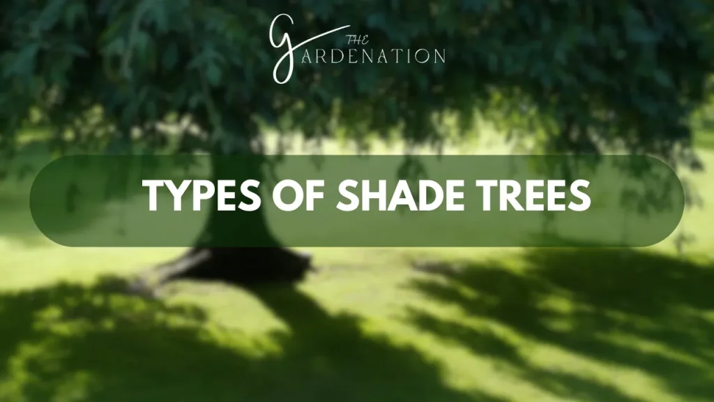Types of Shade Trees by The gardenation 