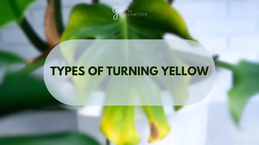 Types of turning yellow