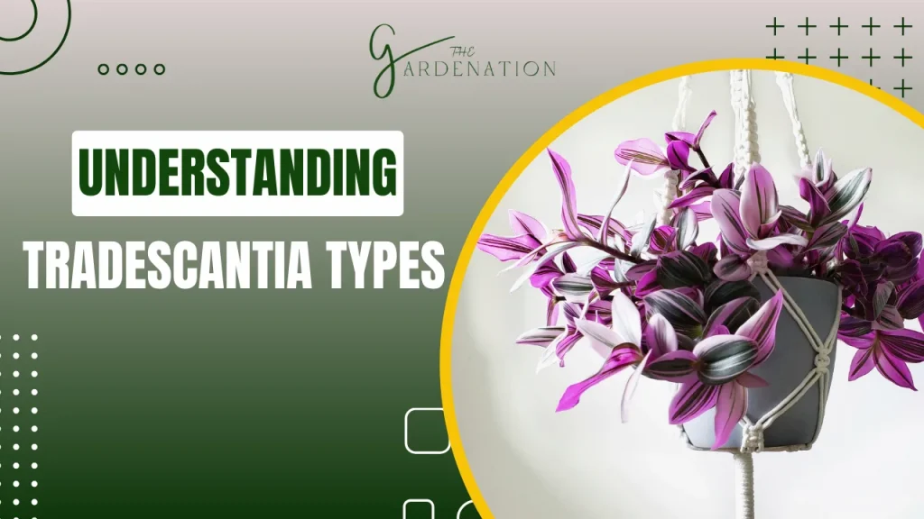 Understanding Tradescantia Types by the gardenation