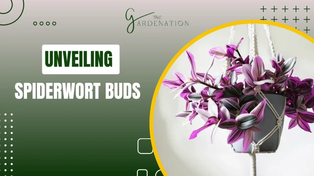 Unveiling Spiderwort Buds by the gardenation