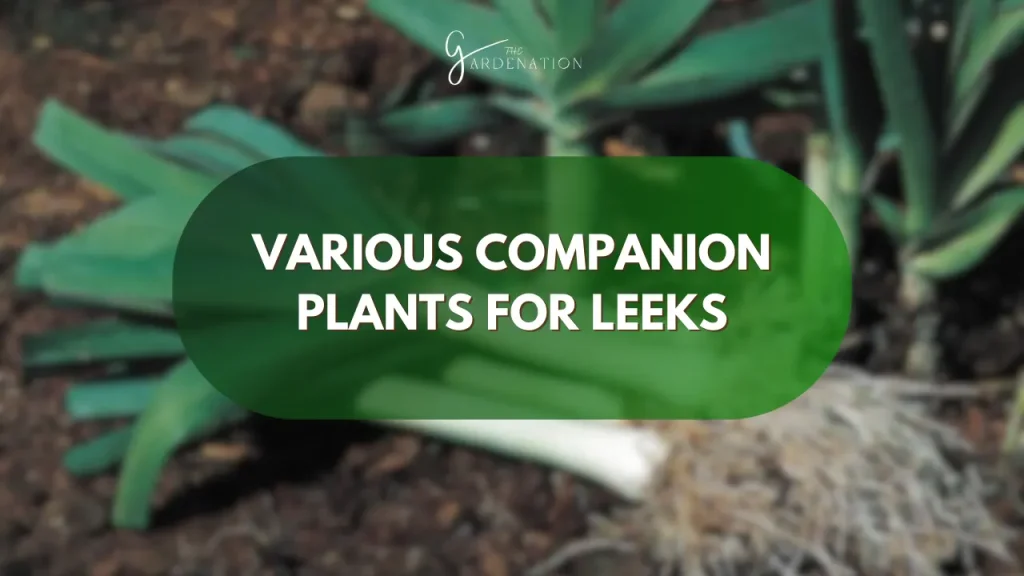 Various Companion Plants for Leeks by the gardenation