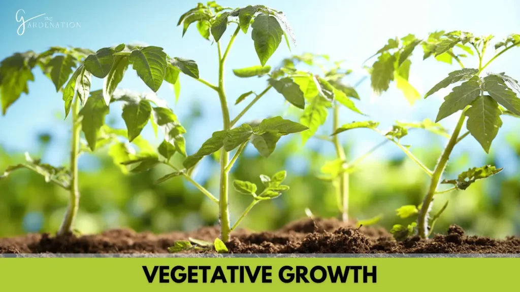 Vegetative Growth by thegardenation