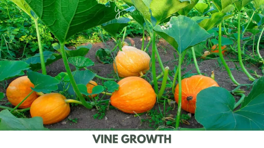 Vine Growth by the gardenation