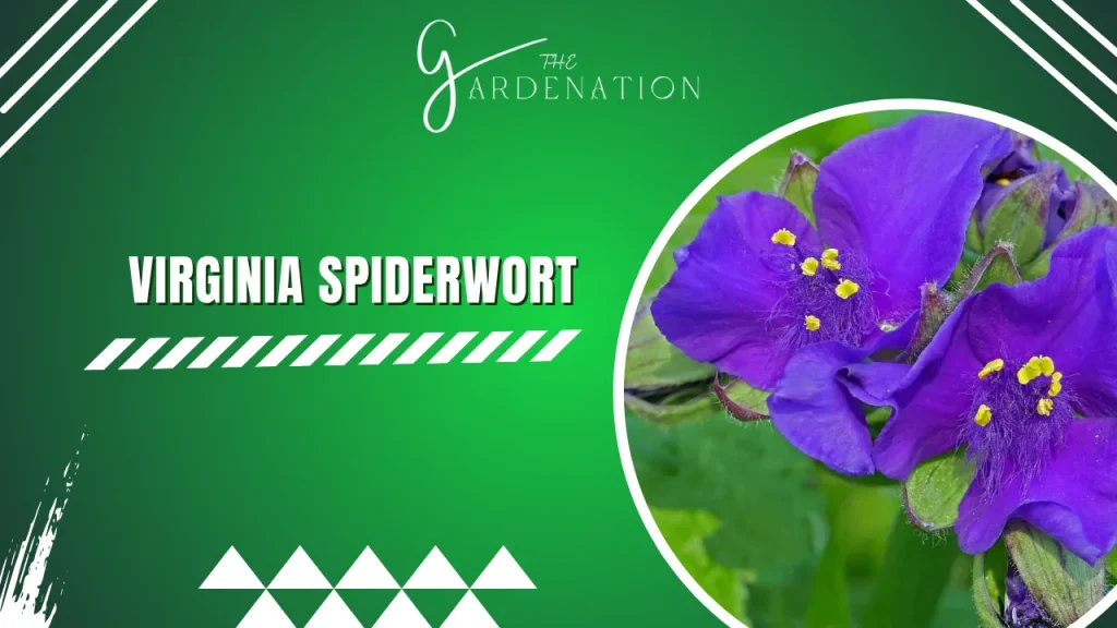 Virginia Spiderwort by thegardenation