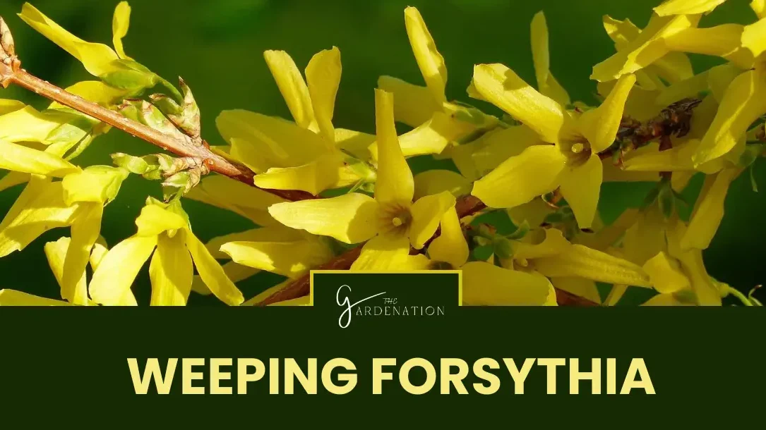 Weeping Forsythia by the gardenation