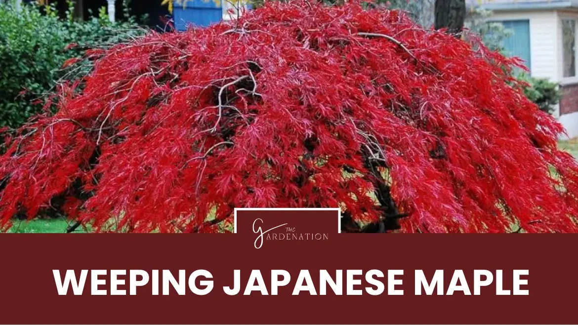 Weeping Japanese Maple by thegardenation