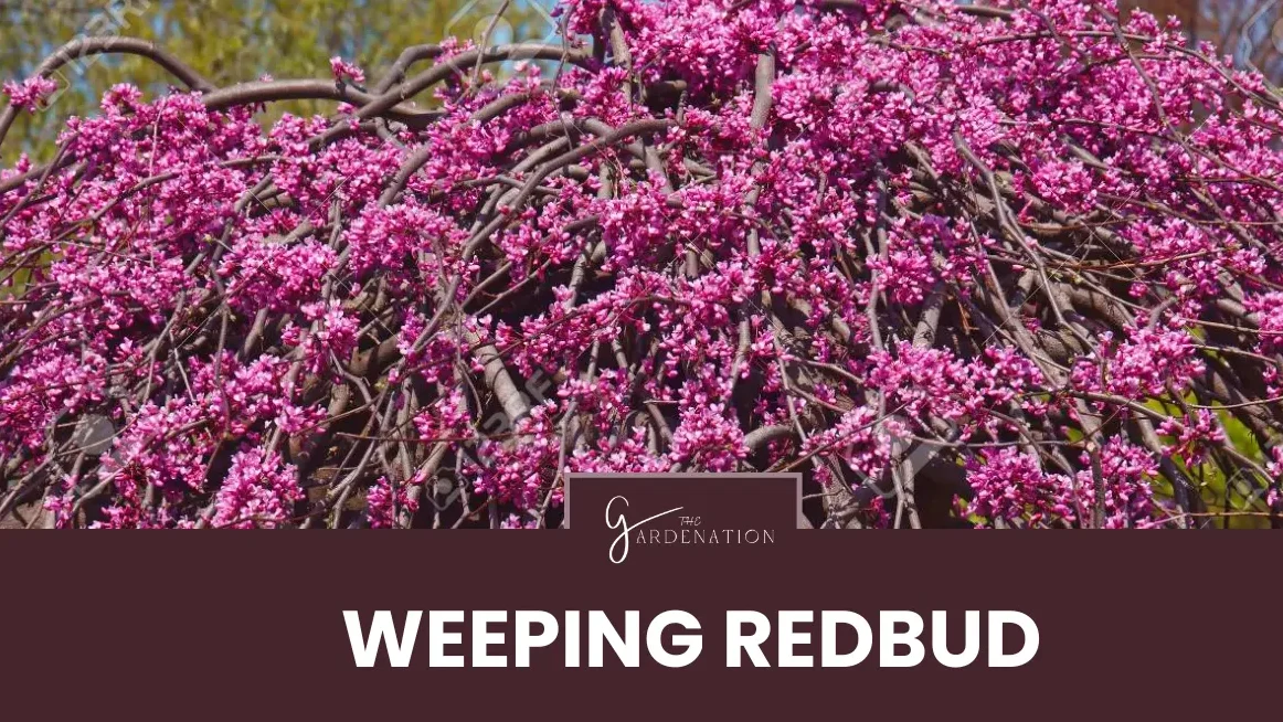 Weeping Redbud by thegardenation