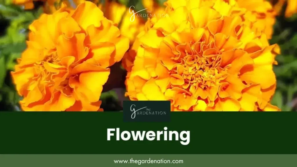 Flowering Companion Plants