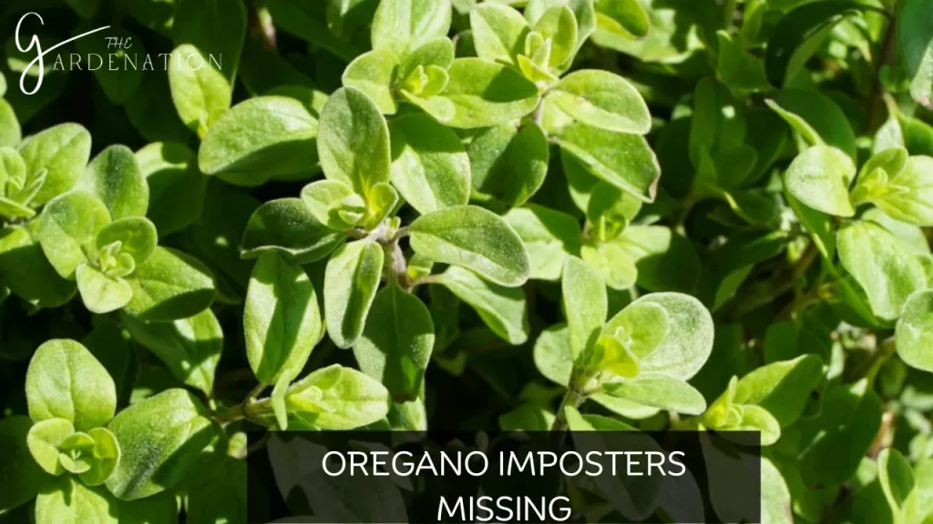 Oregano Imposters by The Gardenation