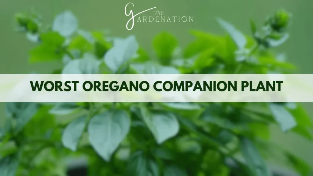 Worst Oregano Companion Plants By The Gardenation