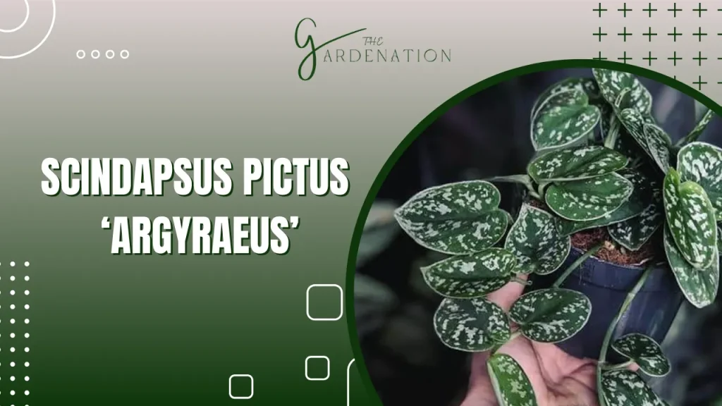 Scindapsus Pictus ‘Argyraeus’ by The gardenation