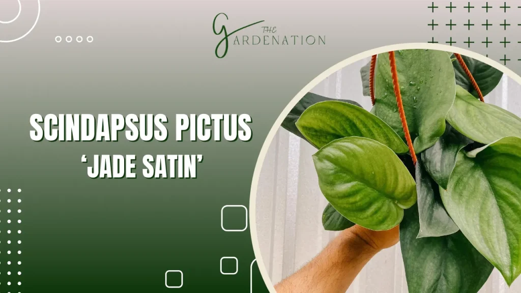  Scindapsus Pictus ‘Jade Satin’ by The Gardneation
