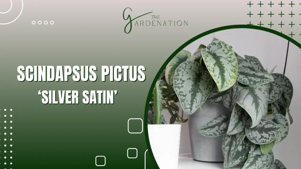  Scindapsus Pictus ‘Silver Satin’ by The Gardenation