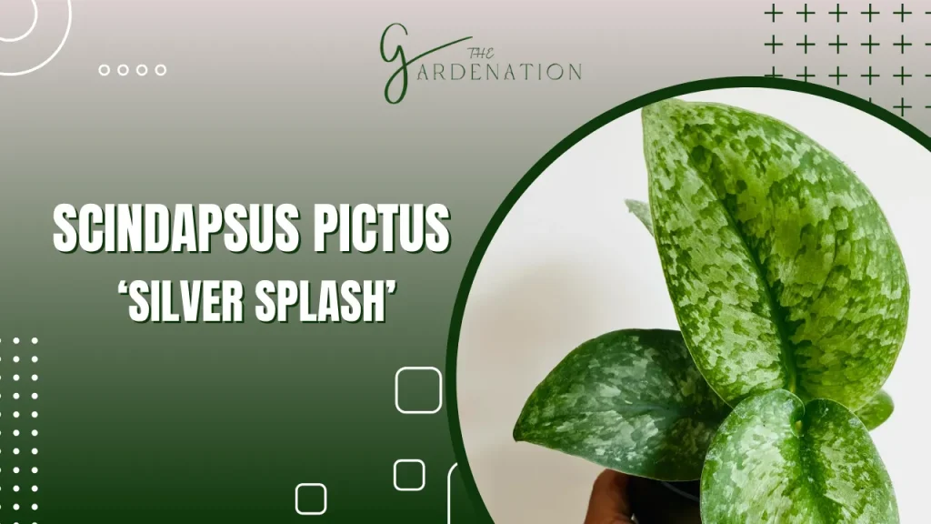 Scindapsus Pictus ‘Silver Splash’ by The Gardenation